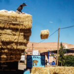 The Work Continues:  Ramazzini Days 2025 and the Future of Occupational Health